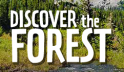 Discover the Forest